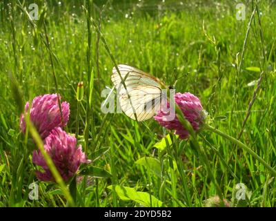 Ein weißer Schmetterling mit Regentropfen auf transparenten Flügeln sitzt an einem sonnigen Tag nach Regen auf einer leuchtend rosa Kleeblüte auf einer grünen Wiese. Stockfoto