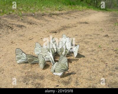 Eine Gruppe weißer Schmetterlinge mit einem schwarzen Muster auf ihren Flügeln sitzt an einem sonnigen Sommertag auf nassem gelben Sand und trinkt Wasser. Schwarz-geädertes Weiß. Stockfoto