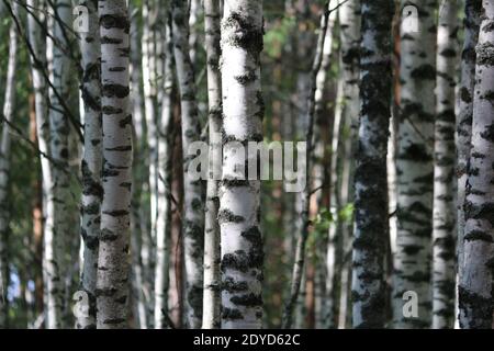 Glatte weiße Stämme von Birken im Sonnenlicht an einem Sommertag in einem Birkenhain. Schöne Waldlandschaft im Sonnenlicht. Stockfoto