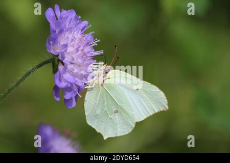 Gelber Schmetterling mit gefalteten Flügeln sitzt auf lila Blume und trinkt Nektar vor grünem Hintergrund am Sommertag. Knautia arvensis, Feldschaber Stockfoto