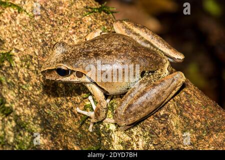 Stony-Creek Frosch auf moosigem Baumstamm Stockfoto