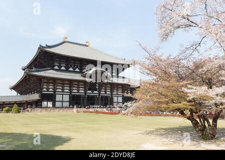 Große Buddha-Halle, auch bekannt als die Daibutsuden am Todai-ji Temple-Komplex inmitten Kirschblüten, oder Sakura. Stockfoto