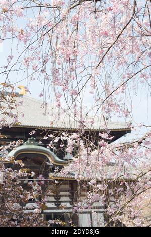 Japan Nara Great Buddha Hall, auch bekannt als Daibutsuden im Todai-ji Temple Complex inmitten von Kirschblüten, oder Sakura. Stockfoto