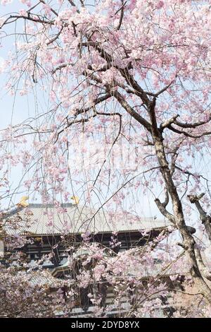 Japan Nara Great Buddha Hall, auch bekannt als Daibutsuden im Todai-ji Temple Complex inmitten von Kirschblüten, oder Sakura. Stockfoto