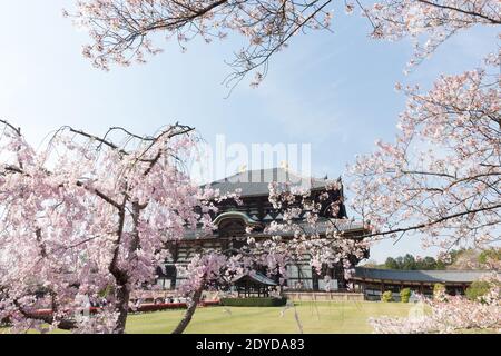 Japan Nara Great Buddha Hall, auch bekannt als Daibutsuden im Todai-ji Temple Complex inmitten von Kirschblüten, oder Sakura. Stockfoto