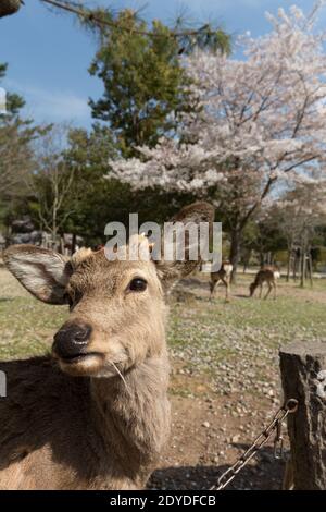 Japan Hirsch in Nara mit Kirschblüten Stockfoto