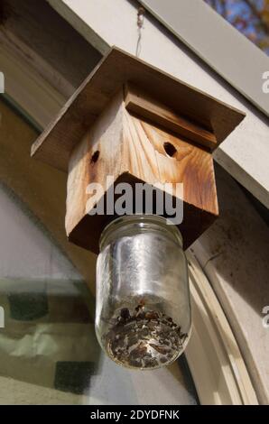 Ein genialer und effektiver ungiftiger aufgehängter Insektenfänger aus Recyceltes Holz und eine alte Glasflasche, die draußen hing Hausfenster Stockfoto