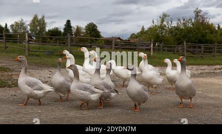 Herde Hausgänse in einer ländlichen bayrischen Dorfanlage Stockfoto