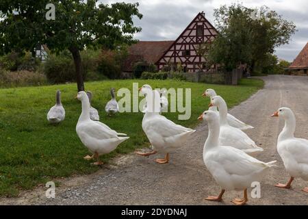 Herde Hausgänse in einer ländlichen bayrischen Dorfanlage Stockfoto