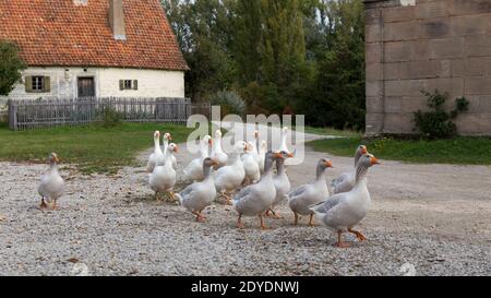 Herde Hausgänse in einer ländlichen bayrischen Dorfanlage Stockfoto