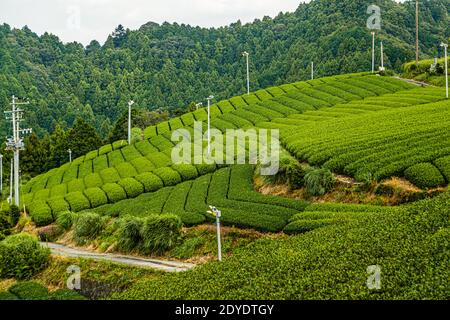 Tee Plantage in Kakegawa, Japan Stockfoto