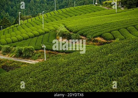 Tee Plantage in Kakegawa, Japan Stockfoto