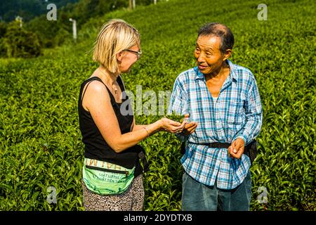 Tee Plantage in Kakegawa, Japan Stockfoto