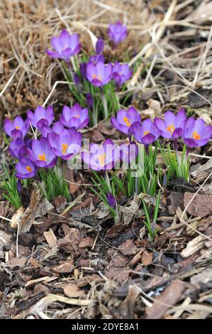 Violett-violett Crocus tommasinianus Rubin Riese blüht in einem Garten März Stockfoto