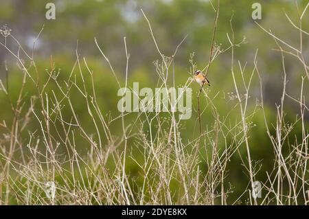 Whinchat (Saxicola rubetra) in einem Grasfeld auf dem öffentlichen Anwesen Can Marroig im Naturpark Ses Salines (Formentera, Balearen, Spanien) Stockfoto