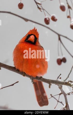 Ein männlicher Kardinal sitzt auf einem Krabbenapfelbaum Zweig Stockfoto