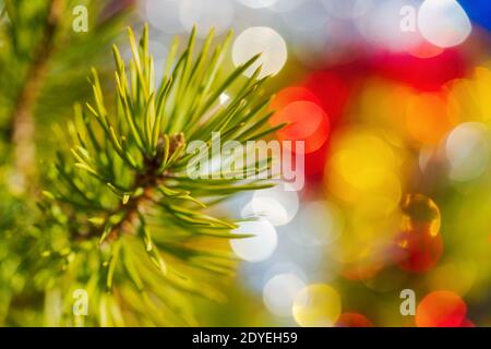 Nahaufnahme von Weihnachtskiefern mit Nadeln. Weihnachten Ornament Dekorationen für Frohes neues Jahr. Selektiver Weichfokus im Vordergrund. Streulicht Stockfoto