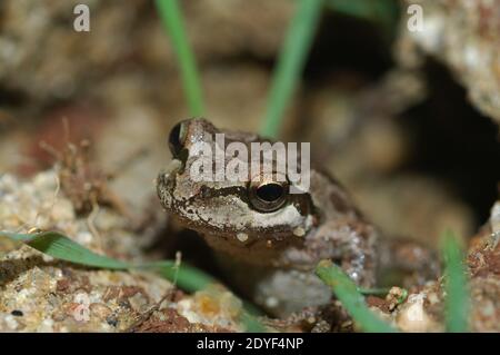 Baja California Baumfrosch Baumfrosch in Burrow Hole (Pseudacris hypochondriaca hypochondriaca) Stockfoto