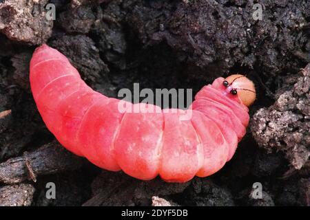 Rosa Caterpillar Nahaufnahme Stockfoto