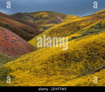 Wildblumen, Tremblor, Carrizo Plain National Monument, San Luis Obispo County, Kalifornien Stockfoto