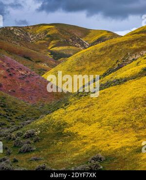 Wildblumen, Tremblor Range, Carrizo Plain National Monument, CA Stockfoto