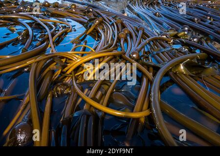 Bull Kelp Bed, Deception Pass State Park, Washington, USA. Stockfoto