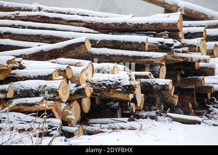 Die abgehauen Bäume liegen zusammen im Wald. Eine Wintersaison. Bäume werden für den Transport vorbereitet Stockfoto