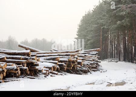 Die abgehauen Bäume liegen zusammen im Wald. Eine Wintersaison. Bäume werden für den Transport vorbereitet Stockfoto