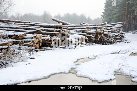 Die abgehauen Bäume liegen zusammen im Wald. Eine Wintersaison. Bäume werden für den Transport vorbereitet Stockfoto