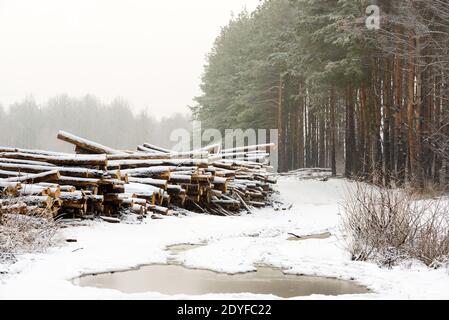 Die abgehauen Bäume liegen zusammen im Wald. Eine Wintersaison. Bäume werden für den Transport vorbereitet Stockfoto