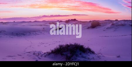 Weiße Sanddünen und Sukkulenten unter Sonnenuntergang Stockfoto