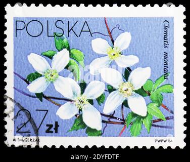 MOSKAU, RUSSLAND - 25. MAI 2019: Briefmarke gedruckt in Polen zeigt Clematis montana, Blumen Lokal - Clematis Serie, um 1984 Stockfoto