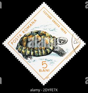 MOSKAU, RUSSLAND - 25. MAI 2019: Briefmarke in Rumänien zeigt griechische Schildkröte (Testudo graeca), Reptilien-Serie, um 1965 Stockfoto