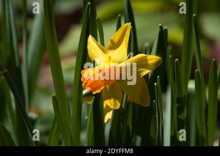 Sydney Australien, einzelne leuchtend gelbe Narzissenblume Stockfoto