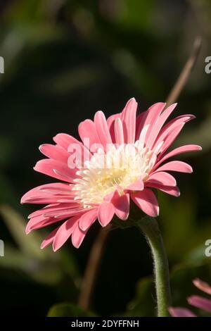 Sydney Australien, einzelner rosa Blütenstiel von Gerbera in der Sonne Stockfoto