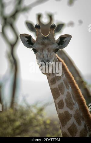 Nahaufnahme von südlichen Giraffen, die sich spiegeln Stockfoto