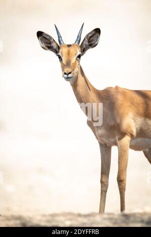 Nahaufnahme eines jungen männlichen Impalas im Stehen Stockfoto