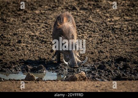 Gewöhnliche Warzenschweine aus schlammigem felsigen Wasserloch Stockfoto