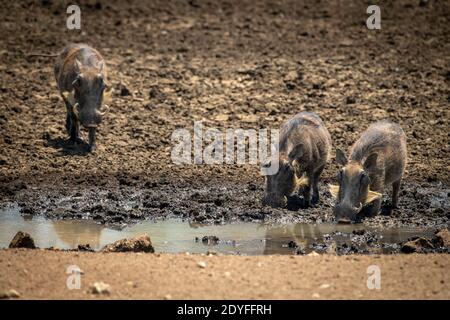 Gewöhnlicher Warzenschwein schließt sich zwei anderen am Wasserloch an Stockfoto