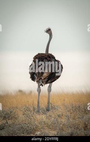 Gewöhnliche Straußenständer drehen den Kopf in Richtung Kamera Stockfoto