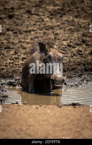 Gewöhnlicher Warzenschwein sitzt im Schlamm des Wasserlochs Stockfoto