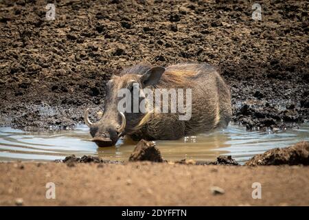 Gewöhnlicher Warzenschwein liegt trinken aus schlammigem Wasserloch Stockfoto