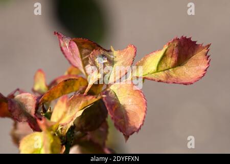 Sydney Australien, klares Wasser Tropfen auf Blatt eines Rosenbusches mit Herbstblättern Stockfoto
