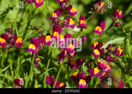 Sydney Australien, winzige lebendige Blumen eines linaria reticulata 'Flamenco' Buschs, auch bekannt als Krötenflachs Stockfoto