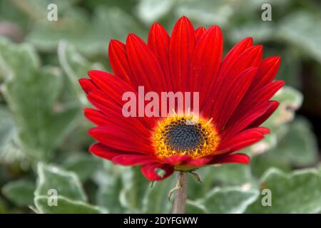 Sydney Australien, lebendige rote Blume einer Arktotis oder Safari Gänseblümchen Stockfoto