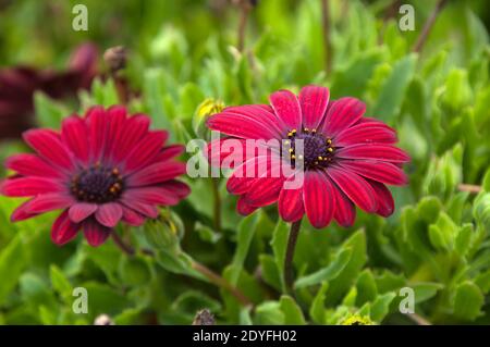 Sydney Australien, karmesinrote afrikanische Gänseblümchen Stockfoto