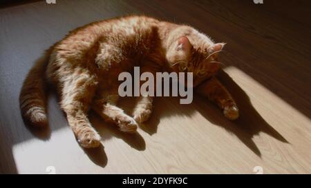 Rote gestromte Katze, die auf Holzboden in hellem Sonnenlicht mit scharfen Schatten liegt. Pelzige Ingwer Katze entspannend. Weicher Fokus auf Dreiecksschatten von Katzenohren silho Stockfoto