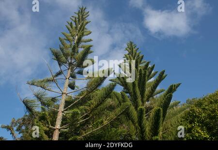 Üppiges grünes Laub einer Evergreen Norfolk Island Pine (Araucaria heterophylla) Wächst in einem Garten auf der Insel Tresco in Die Inseln von Scilly Stockfoto