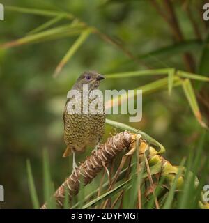 Der Satinbowerbird, Ptilonorhynchus violaceus, erhält seinen Namen von seiner Gewohnheit, einen Laub aus Stöcken zu bauen und ihn mit blauen Gegenständen zu verzieren, lik Stockfoto