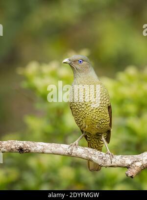 Ein weiblicher Satinbowerbird (Ptilonorhynchus violaceus) ist ein im Osten Australiens endemischer Bogenvogel. Stockfoto